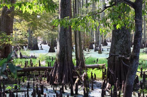 Swamp, Mississippi